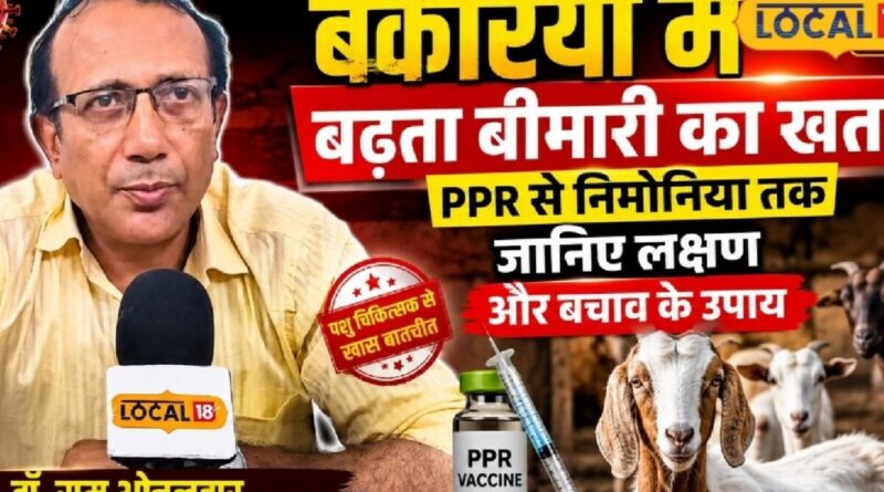 बकरियों में बढ़ता बीमारी का खतरा! PPR से निमोनिया तक रखें सावधानी, जानें लक्षण और बचाव का तरीका