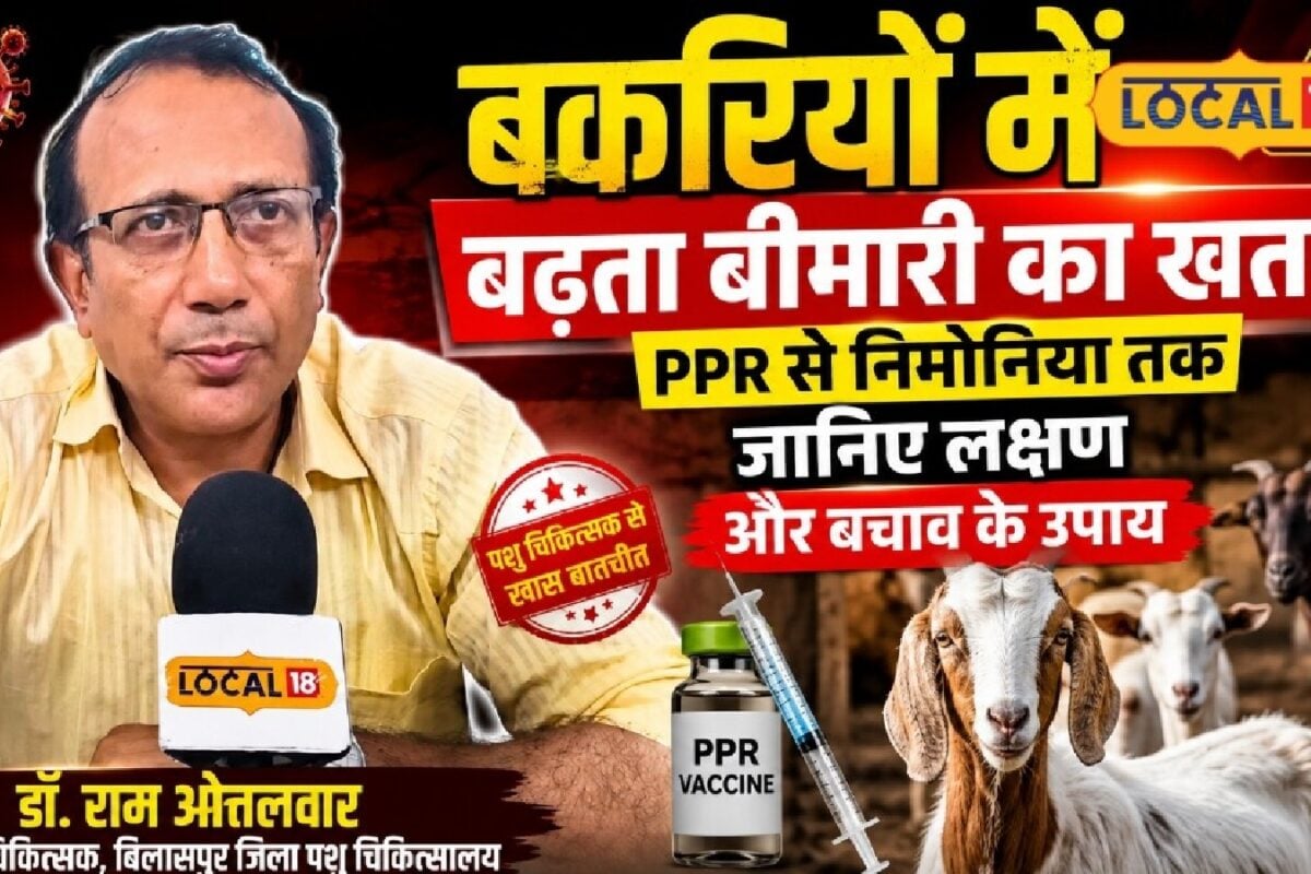 बकरियों में बढ़ता बीमारी का खतरा! PPR से निमोनिया तक रखें सावधानी, जानें लक्षण और बचाव का तरीका